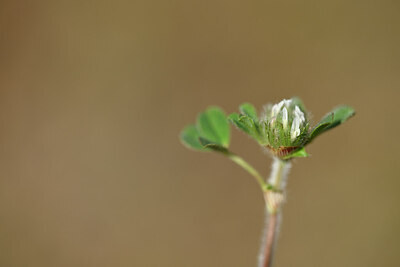 BUITEN BEELD Foto: 438294