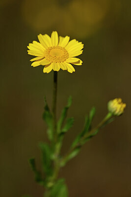 BUITEN BEELD Foto: 438296