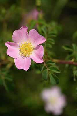BUITEN BEELD Foto: 438300