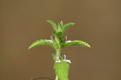 BUITEN BEELD Foto: 438302