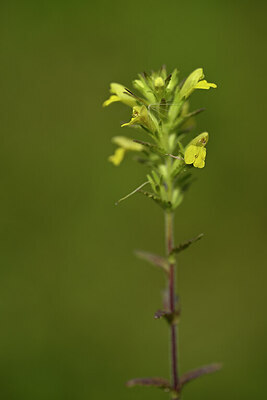BUITEN BEELD Foto: 438303