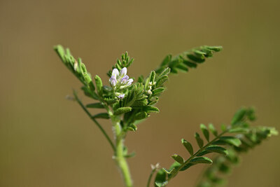 BUITEN BEELD Foto: 438304