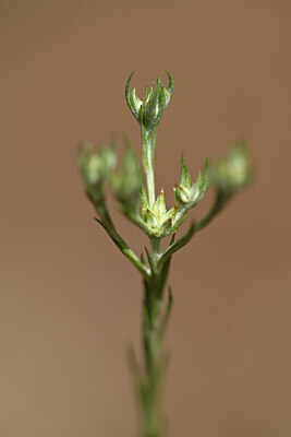 BUITEN BEELD Foto: 438307