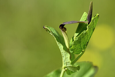 BUITEN BEELD Foto: 438308