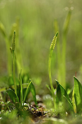 BUITEN BEELD Foto: 438309