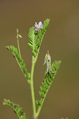 BUITEN BEELD Foto: 438320