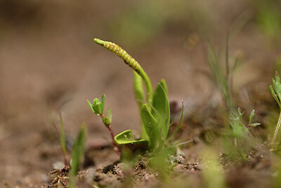 BUITEN BEELD Foto: 438322