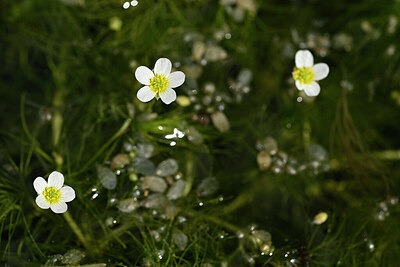BUITEN BEELD Foto: 438323