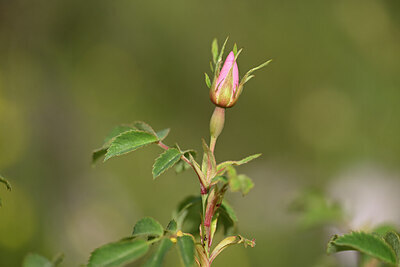 BUITEN BEELD Foto: 438324