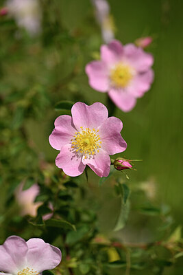 BUITEN BEELD Foto: 438325