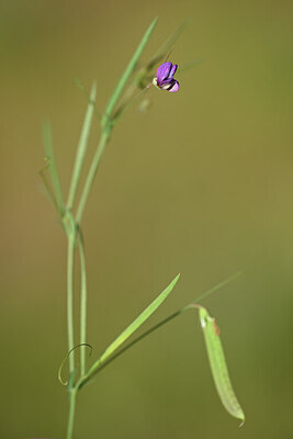 BUITEN BEELD Foto: 438326