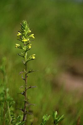 BUITEN BEELD Foto: 438328