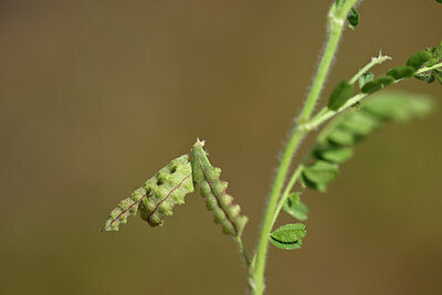 BUITEN BEELD Foto: 438330