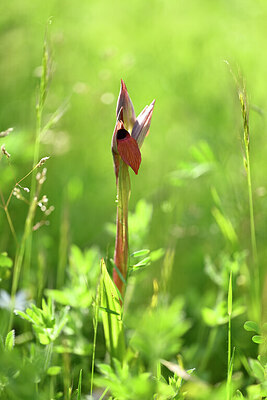BUITEN BEELD Foto: 438331