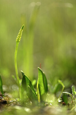 BUITEN BEELD Foto: 438334