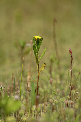 BUITEN BEELD Foto: 438335