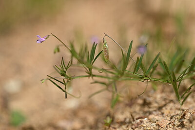 BUITEN BEELD Foto: 438336