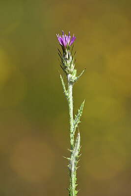BUITEN BEELD Foto: 438337
