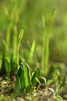 BUITEN BEELD Foto: 438338