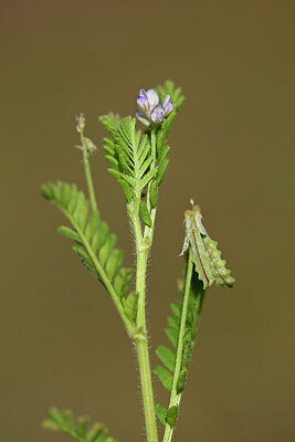 BUITEN BEELD Foto: 438340
