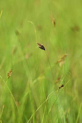 BUITEN BEELD Foto: 438341