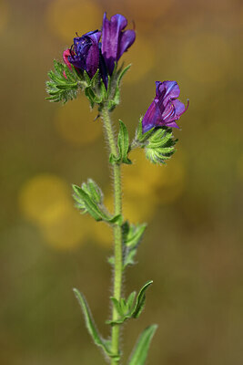 BUITEN BEELD Foto: 438342