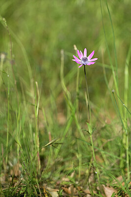 BUITEN BEELD Foto: 438344