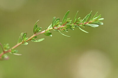 BUITEN BEELD Foto: 438345