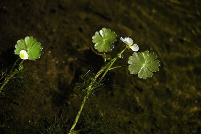 BUITEN BEELD Foto: 438348