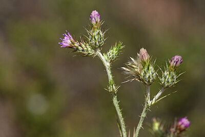BUITEN BEELD Foto: 438349
