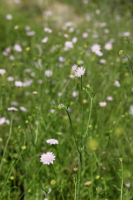 BUITEN BEELD Foto: 438351