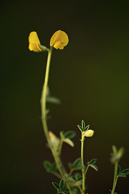 BUITEN BEELD Foto: 438352