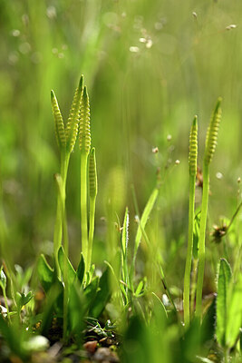 BUITEN BEELD Foto: 438356