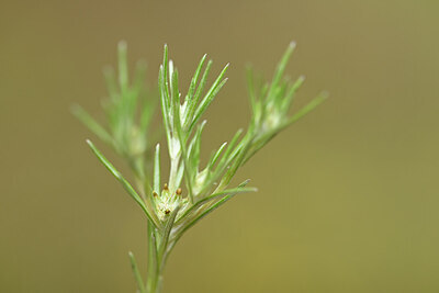 BUITEN BEELD Foto: 438357