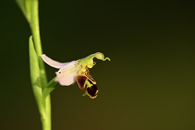 BUITEN BEELD Foto: 438358
