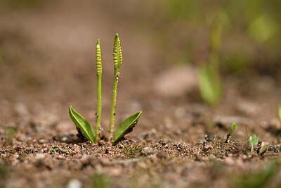 BUITEN BEELD Foto: 438359