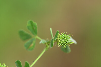 BUITEN BEELD Foto: 438362