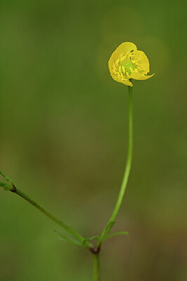 BUITEN BEELD Foto: 438363