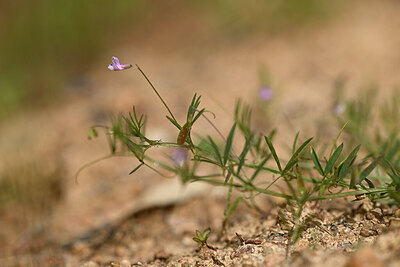 BUITEN BEELD Foto: 438364