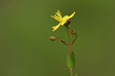 BUITEN BEELD Foto: 438366