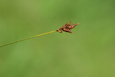 BUITEN BEELD Foto: 438367