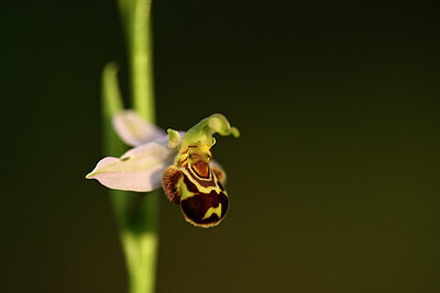 BUITEN BEELD Foto: 438371