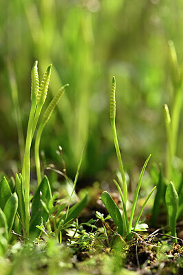 BUITEN BEELD Foto: 438372