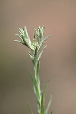 BUITEN BEELD Foto: 438374