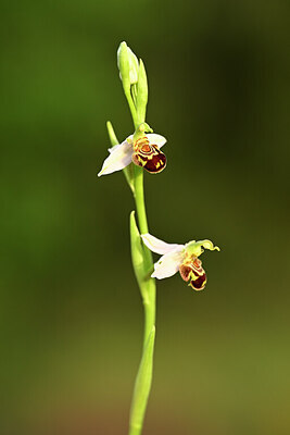 BUITEN BEELD Foto: 438375