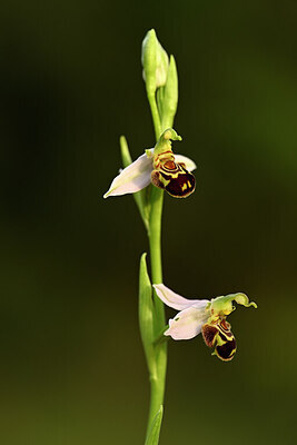 BUITEN BEELD Foto: 438377