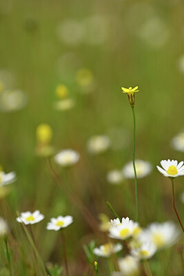 BUITEN BEELD Foto: 438381