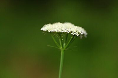 BUITEN BEELD Foto: 438382