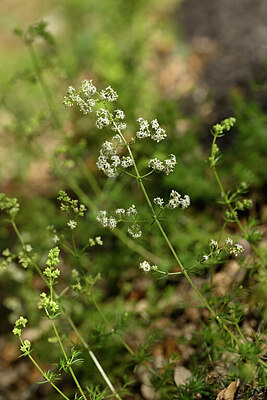 BUITEN BEELD Foto: 438383