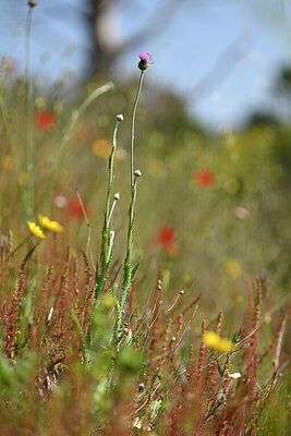 BUITEN BEELD Foto: 438384